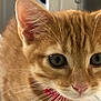 animal, cat, close_up, collar, curious, cute, domestic_cat, ears, eyes, face, feline, fur, indoor, kitten, muzzle, orange_tabby, pet, pink_nose, whiskers, young