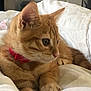Voltaire participe au concours pour gagner de l'argent avec cette photo : animal, bed, blanket, cat, close_up, cozy, cute, domestic, feline, fur, ginger_cat, indoor, kitten, looking_away, pet, red_collar, resting, small_animal, soft, whiskers