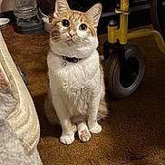 Angel is registered to the contest to win money with this photo: cat, orange_and_white, pet, indoor, carpet, collar, bell, wide_eyes, curious, feline, paw, sitting, household, water_dispenser, wheel, yellow, brown_carpet, fur, cute, domestic