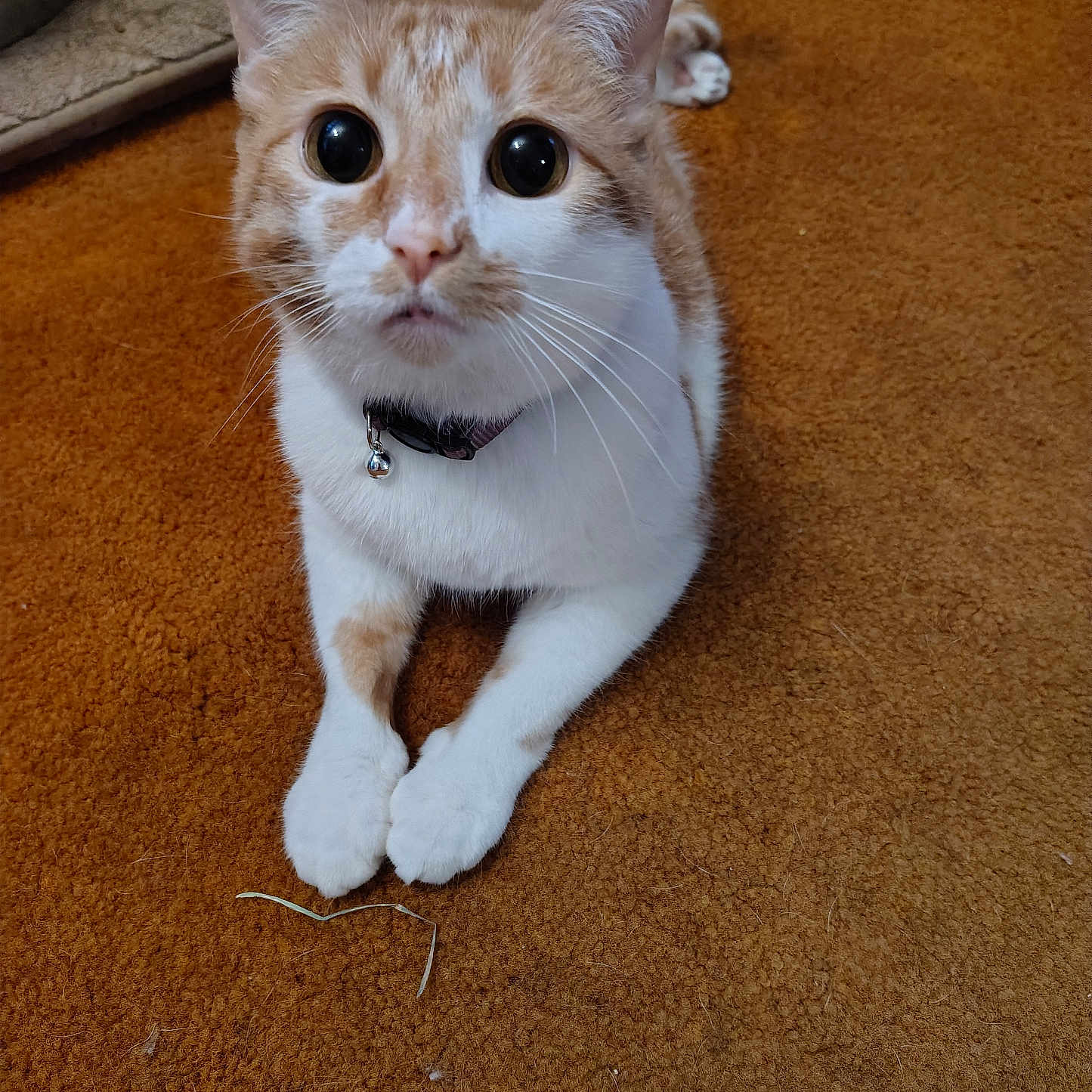Angel joined the competition — help win amazing prizes! animal, bell, carpet, cat, closeup, collar, curious, cute, domestic_cat, feline, fur, indoor, looking_up, orange_cat, paws, pet, sitting, tabby, whiskers, white_cat