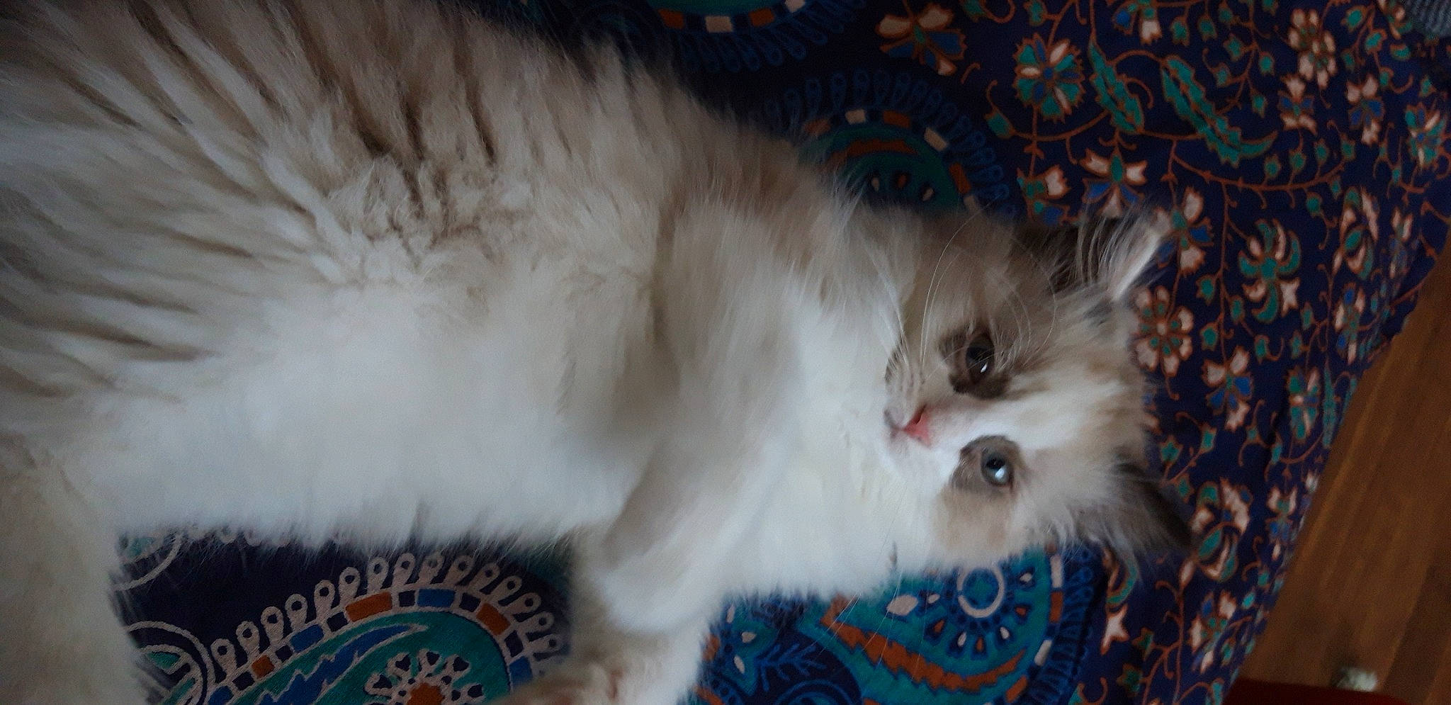 Romy participe au concours pour gagner de l'argent avec cette photo : asian_semi_longhair, birman, british_longhair, british_semi_longhair, carnivore, cat, domestic_long_haired_cat, felidae, fur, himalayan, kitten, mammal, napoleon_cat, persian, ragamuffin, ragdoll, small_to_medium_sized_cats, whiskers