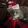 Tumbletron is registered to the contest to win money with this photo: cat, gray_cat, hat, christmas_hat, good_kitty, blanket, red_blanket, black_blanket, cozy, indoor, pet, animal, feline, relaxed, cute, whiskers, fur, resting, closeup, home