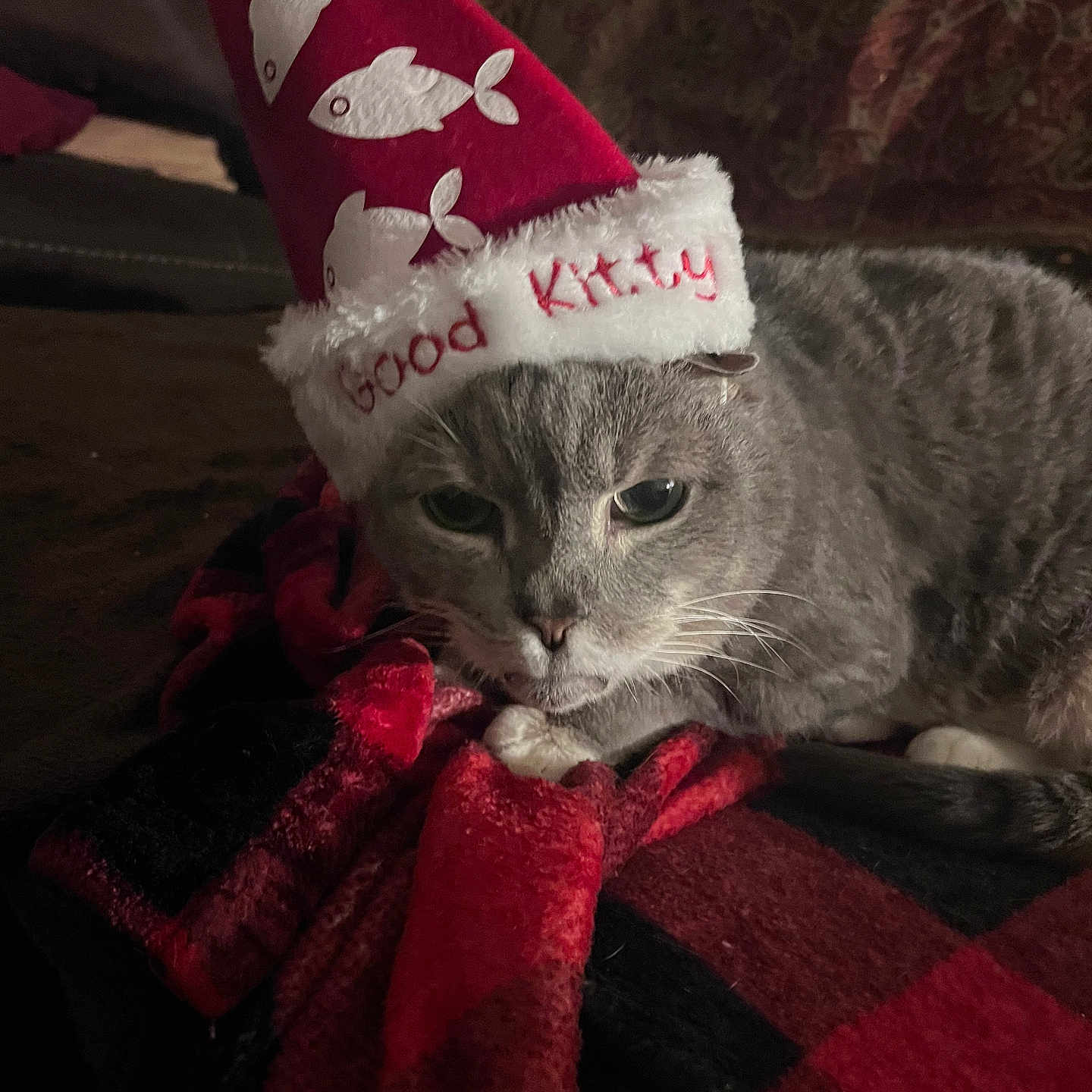 Tumbletron is registered to the contest to win money with this photo: animal, black_blanket, blanket, cat, christmas_hat, closeup, cozy, cute, feline, fur, good_kitty, gray_cat, hat, home, indoor, pet, red_blanket, relaxed, resting, whiskers