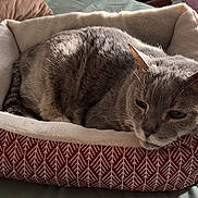 Tumbletron joined the competition — help win amazing prizes! cat, pet, bed, bedding, cozy, resting, sleepy, whiskers, ears, fur, indoor, sunlight, shadow, pattern, fabric, close_up, portrait, domestic_animal, gray_cat, relaxed