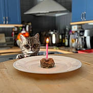 Akiko participe au concours pour gagner de l'argent avec cette photo : cat, birthday_candle, kitchen, plate, food, counter, pet, curious, indoor, appliance, cabinet, table, cute, animal, celebration, small_cake, flame, domestic, feline, wooden_surface