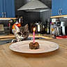 cat, birthday_candle, kitchen, plate, food, counter, pet, curious, indoor, appliance, cabinet, table, cute, animal, celebration, small_cake, flame, domestic, feline, wooden_surface
