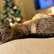 Ela is registered to the contest to win money with this photo: cat, tabby_cat, sleeping, indoor, holiday, christmas_tree, blurred_background, soft_surface, feline, resting, cozy, warm_light, pet, animal, closeup, domestic_cat, fur, whiskers, tail, relaxation