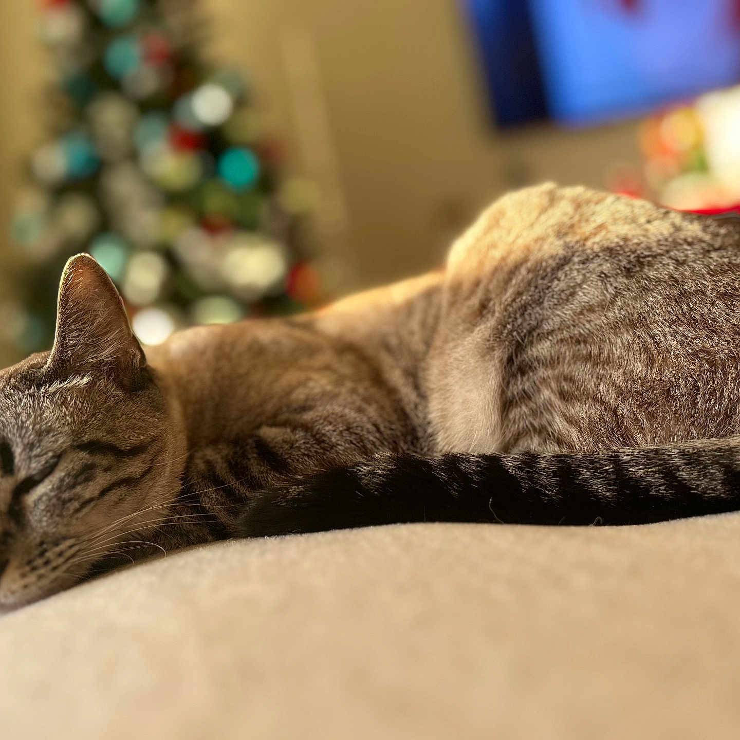 Ela is registered to the contest to win money with this photo: animal, blurred_background, cat, christmas_tree, closeup, cozy, domestic_cat, feline, fur, holiday, indoor, pet, relaxation, resting, sleeping, soft_surface, tabby_cat, tail, warm_light, whiskers