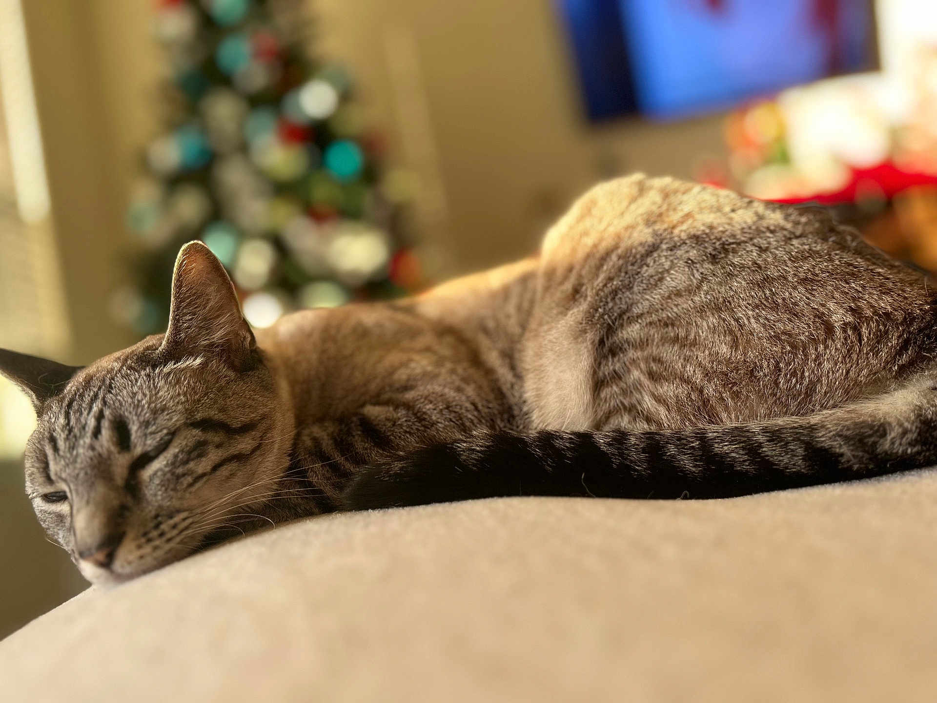 Ela is registered to the contest to win money with this photo: cat, tabby_cat, sleeping, indoor, holiday, christmas_tree, blurred_background, soft_surface, feline, resting, cozy, warm_light, pet, animal, closeup, domestic_cat, fur, whiskers, tail, relaxation