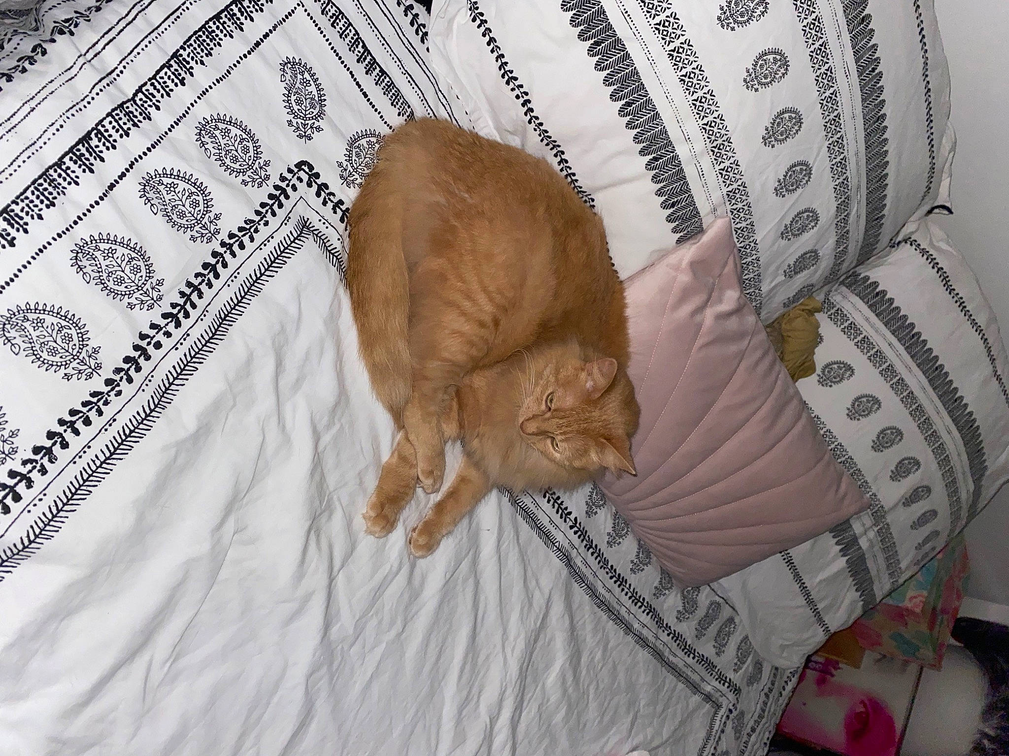 Nala participe au concours pour gagner de l'argent avec cette photo : bed, bed_sheet, bedding, carnivore, cat, comfort, domestic_short_haired_cat, fawn, felidae, flooring, fur, linens, nap, pattern, room, small_to_medium_sized_cats, tail, textile, whiskers, wood