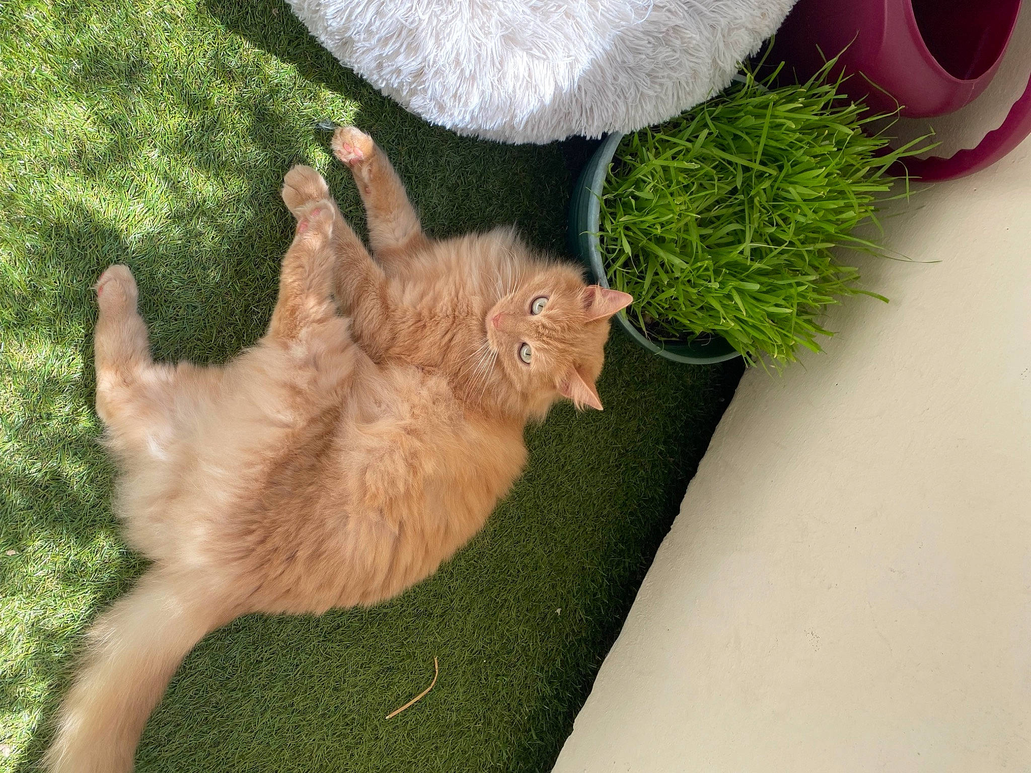 Nala a rejoint le concours — aidez-le/la à gagner de superbes lots ! canidae, carnivore, cat, companion_dog, dog_breed, domestic_short_haired_cat, fawn, felidae, flowerpot, fur, grass, houseplant, plant, serveware, small_to_medium_sized_cats, sporting_group, tableware, tail, toy, whiskers