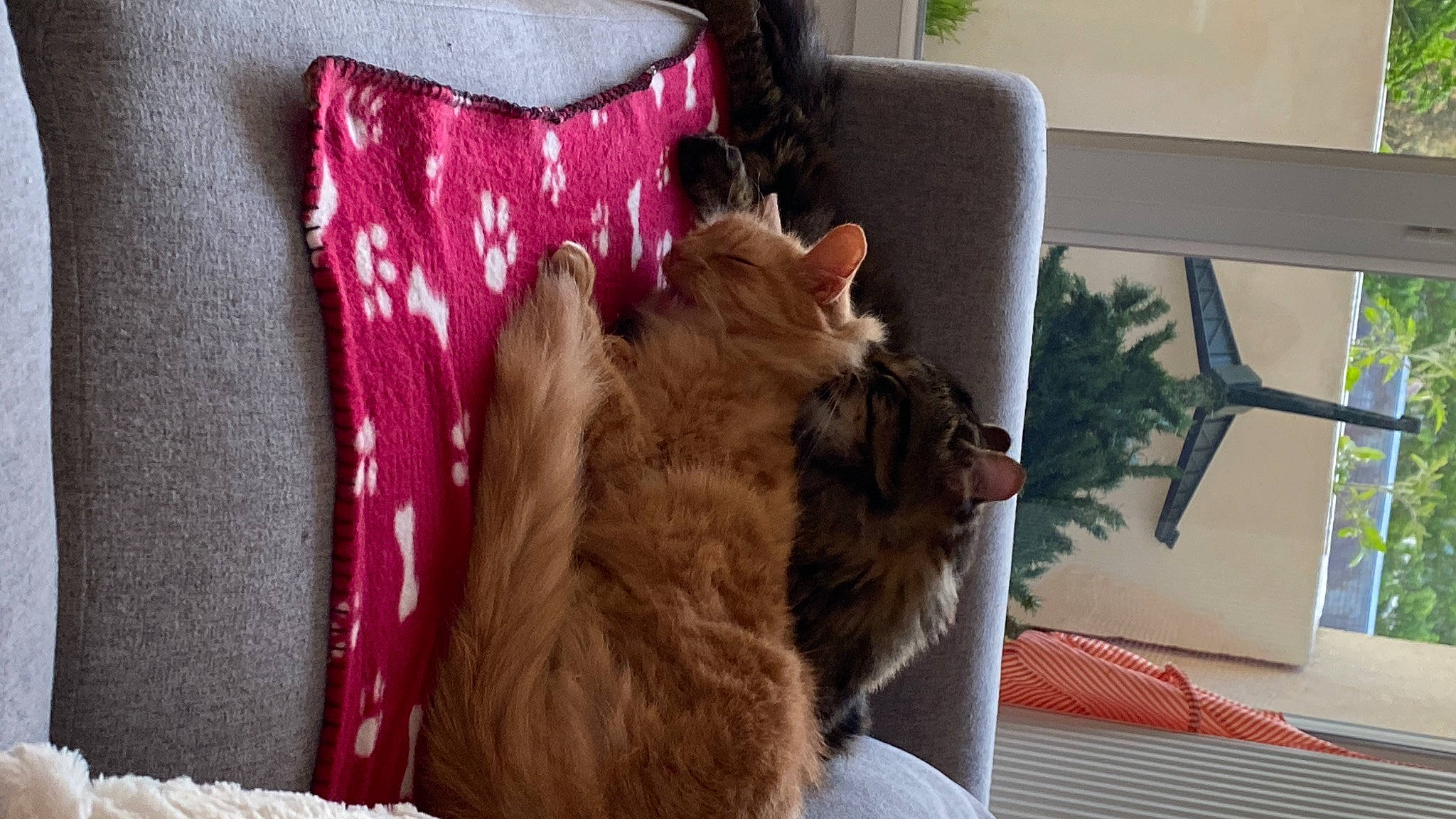 Nala participe au concours pour gagner de l'argent avec cette photo : canidae, carnivore, cat, comfort, companion_dog, couch, dog_breed, domestic_short_haired_cat, fawn, felidae, fur, linens, liver, magenta, plant, room, small_to_medium_sized_cats, tail, whiskers, wood