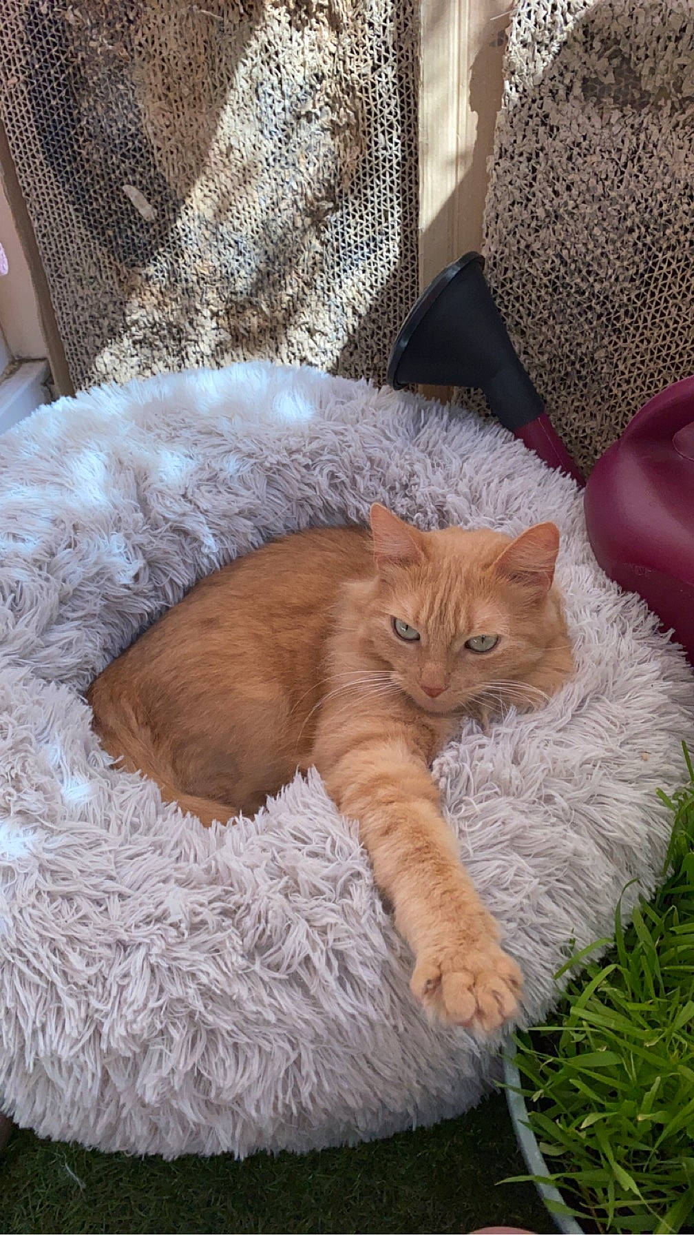 Nala a rejoint le concours — aidez-le/la à gagner de superbes lots ! carnivore, cat, cat_bed, cat_supply, claw, comfort, couch, domestic_short_haired_cat, fawn, felidae, fur, nap, paw, pet_supply, plant, small_to_medium_sized_cats, tail, tree, whiskers, wood