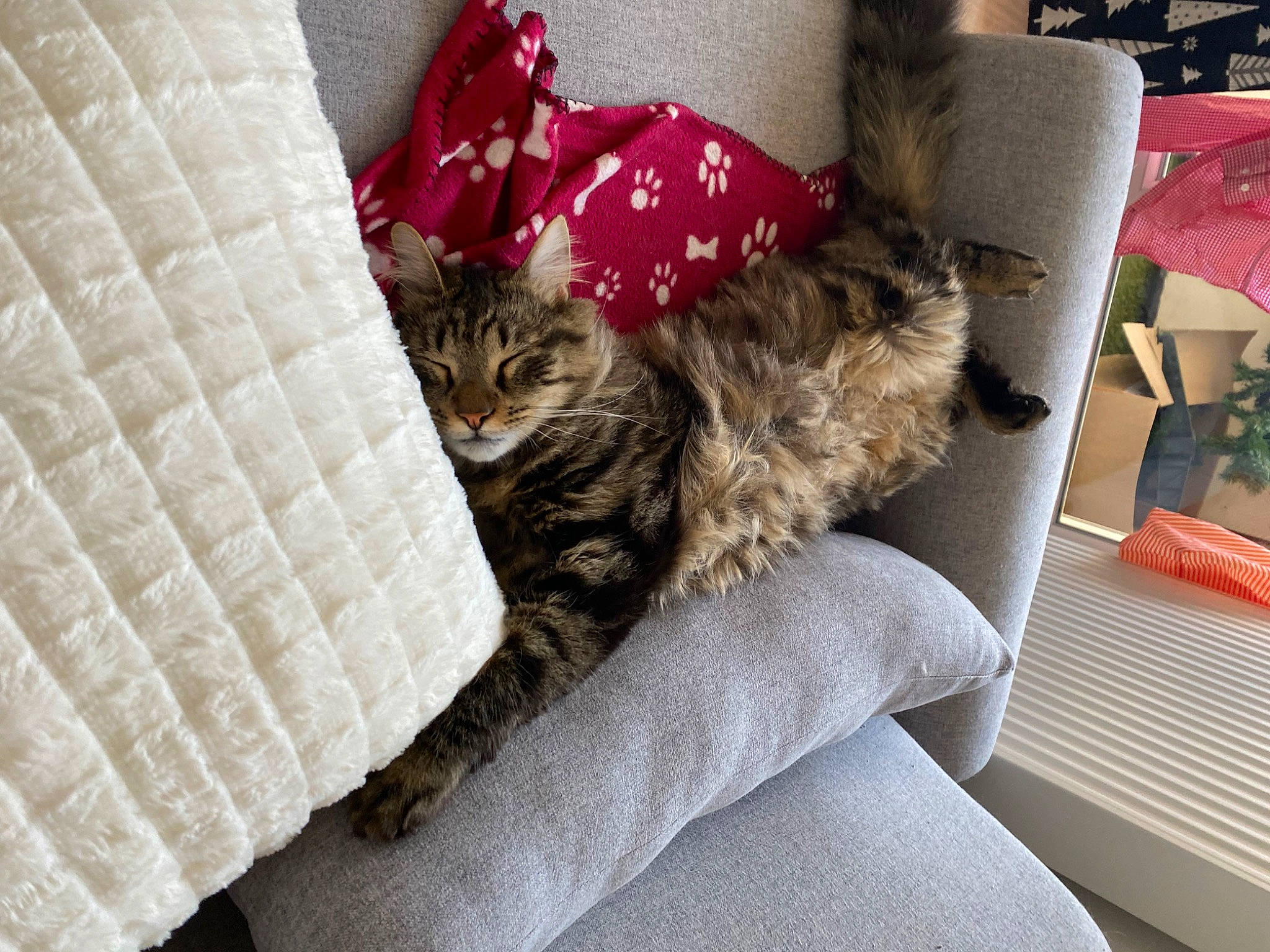 Tim participe au concours pour gagner de l'argent avec cette photo : bedding, carnivore, cat, comfort, couch, domestic_short_haired_cat, fawn, felidae, fur, grey, linens, living_room, pillow, room, small_to_medium_sized_cats, tail, throw_pillow, tree, vehicle, whiskers