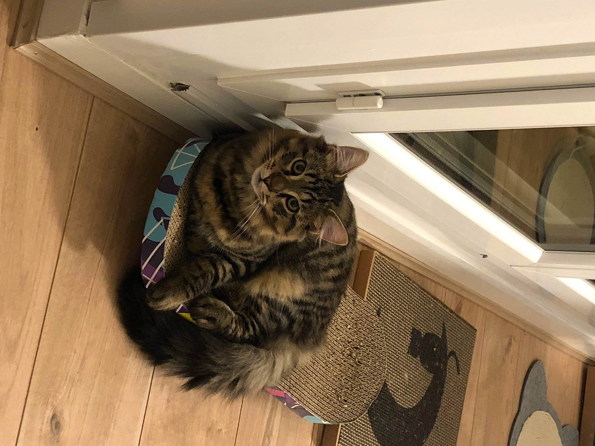 Tim a rejoint le concours — aidez-le/la à gagner de superbes lots ! bag, carnivore, cat, ceiling, comfort, domestic_short_haired_cat, felidae, flooring, fur, hardwood, room, small_to_medium_sized_cats, snout, tail, whiskers, wood, wood_flooring