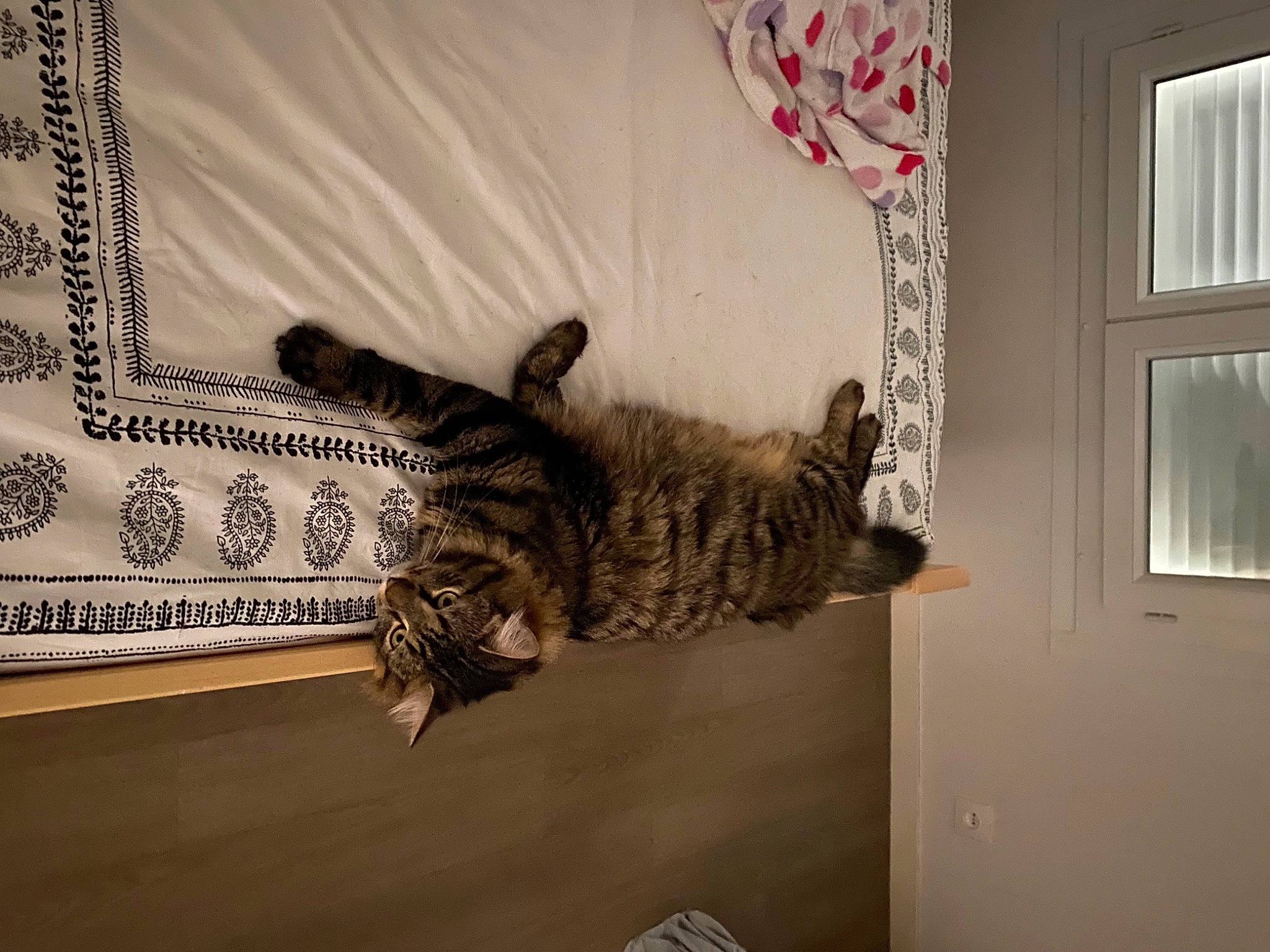 Tim participe au concours pour gagner de l'argent avec cette photo : carnivore, cat, comfort, curtain, domestic_short_haired_cat, felidae, floor, flooring, fur, grey, hardwood, interior_design, pattern, small_to_medium_sized_cats, tail, tree, whiskers, window, window_covering, wood