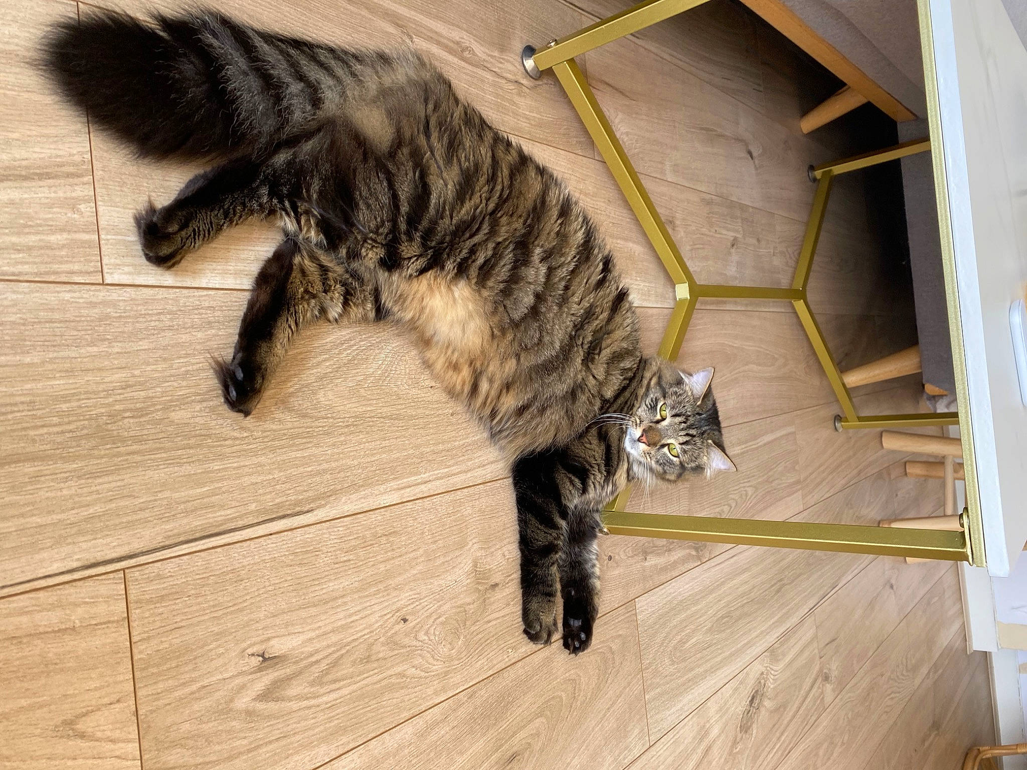 Tim participe au concours pour gagner de l'argent avec cette photo : carnivore, cat, domestic_short_haired_cat, felidae, floor, flooring, fur, hardwood, laminate_flooring, paw, plank, plywood, small_to_medium_sized_cats, snout, tail, terrestrial_animal, whiskers, wood, wood_flooring, wood_stain