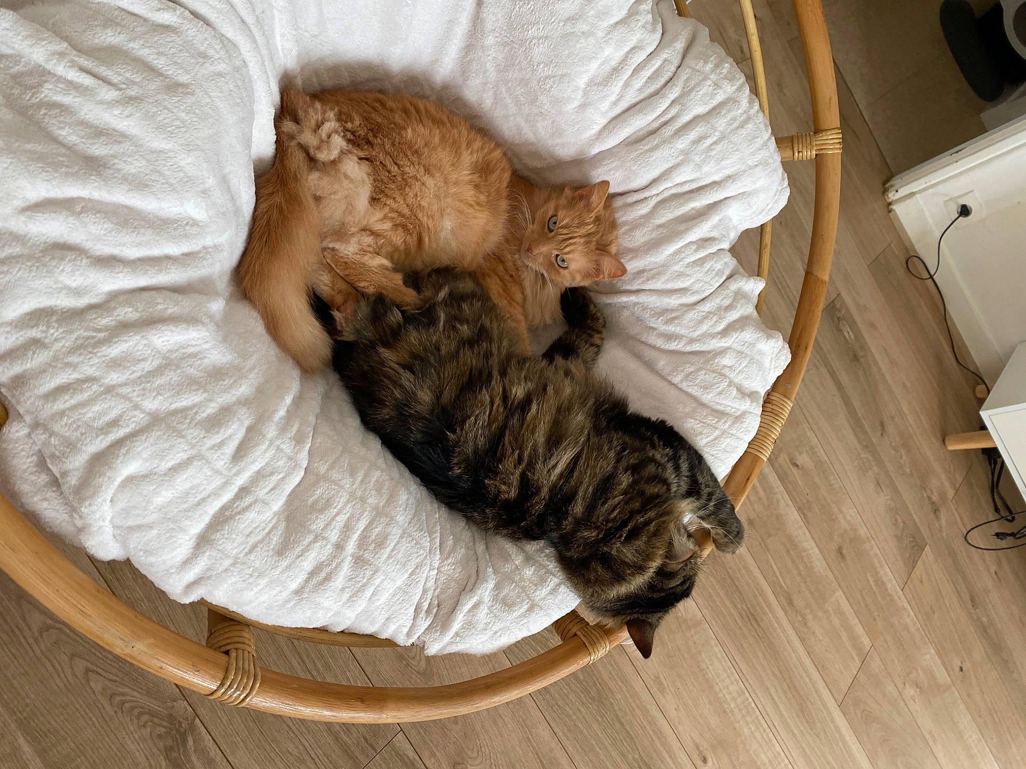 Tim a rejoint le concours — aidez-le/la à gagner de superbes lots ! carnivore, cat, claw, comfort, companion_dog, domestic_short_haired_cat, fawn, felidae, flooring, fur, hardwood, laminate_flooring, linens, nap, room, small_to_medium_sized_cats, tail, whiskers, wood, wood_flooring