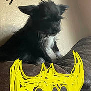 Rocky joined the competition — help win amazing prizes! animal, art, batmanlogo, book, canine, cat, dog, electronics, eskimodog, homedecor, kitten, livestock, logo, number, pet, publication, puppy, sheep, symbol, text