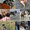 animal_portrait, beach, bedroom, brindle_dog, cat, collar, couch, dog, grass, harness, human, leash, orange_cat, outdoors, pet_collage, pets, pit_bull, sidewalk, small_dog, white_cat