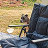 Simba participe au concours pour gagner de l'argent avec cette photo : animal, backyard, camouflage, camping_chair, dog, folding_chair, foliage, furniture, garden, grass, outdoor, peeking, pet, pit_bull, portrait, sitting, sunlight, trees, water_bowl, woodland
