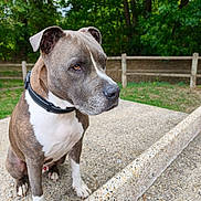 Simba a rejoint le concours — aidez-le/la à gagner de superbes lots ! animal_portrait, blue_gray_fur, brown_fur, close_up, collar, concrete, daylight, dog, fence, floppy_ears, forest, outdoors, park, pit_bull, short_hair, sitting, steps, trees, white_chest, white_fur