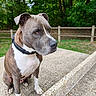 animal_portrait, blue_gray_fur, brown_fur, close_up, collar, concrete, daylight, dog, fence, floppy_ears, forest, outdoors, park, pit_bull, short_hair, sitting, steps, trees, white_chest, white_fur