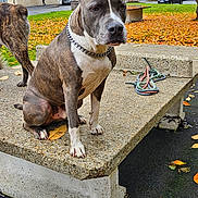 Simba participe au concours pour gagner de l'argent avec cette photo : dog, autumn, bench, leaves, outdoor, fall, concrete, collar, street, house, tree, pavement, park, animal, pet, sidewalk, orange_leaves, gray_dog, nature, daytime