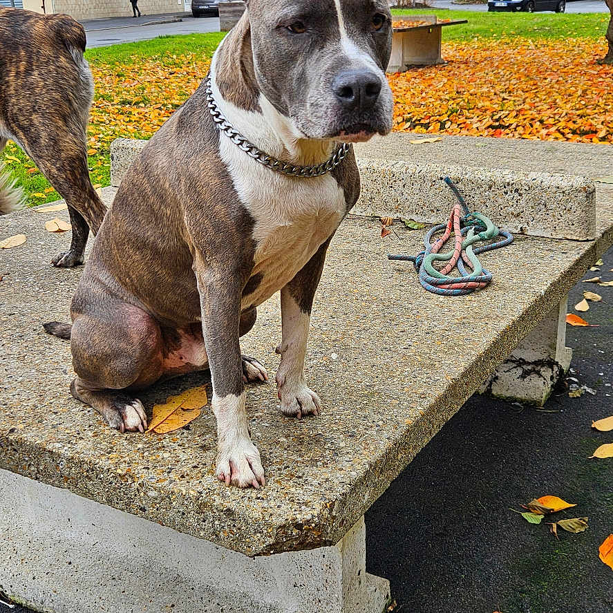 Simba participe au concours pour gagner de l'argent avec cette photo : dog, autumn, bench, leaves, outdoor, fall, concrete, collar, street, house, tree, pavement, park, animal, pet, sidewalk, orange_leaves, gray_dog, nature, daytime