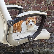 Garfield participe au concours pour gagner de l'argent avec cette photo : cat, orange_cat, white_cat, pet, animal, feline, sitting, office_chair, chair, furniture, outdoor, brick_wall, courtyard, concrete, portrait, front_view, alert, fluffy, domestic_animal, funny