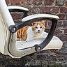 alert, animal, brick_wall, cat, chair, concrete, courtyard, domestic_animal, feline, fluffy, front_view, funny, furniture, office_chair, orange_cat, outdoor, pet, portrait, sitting, white_cat