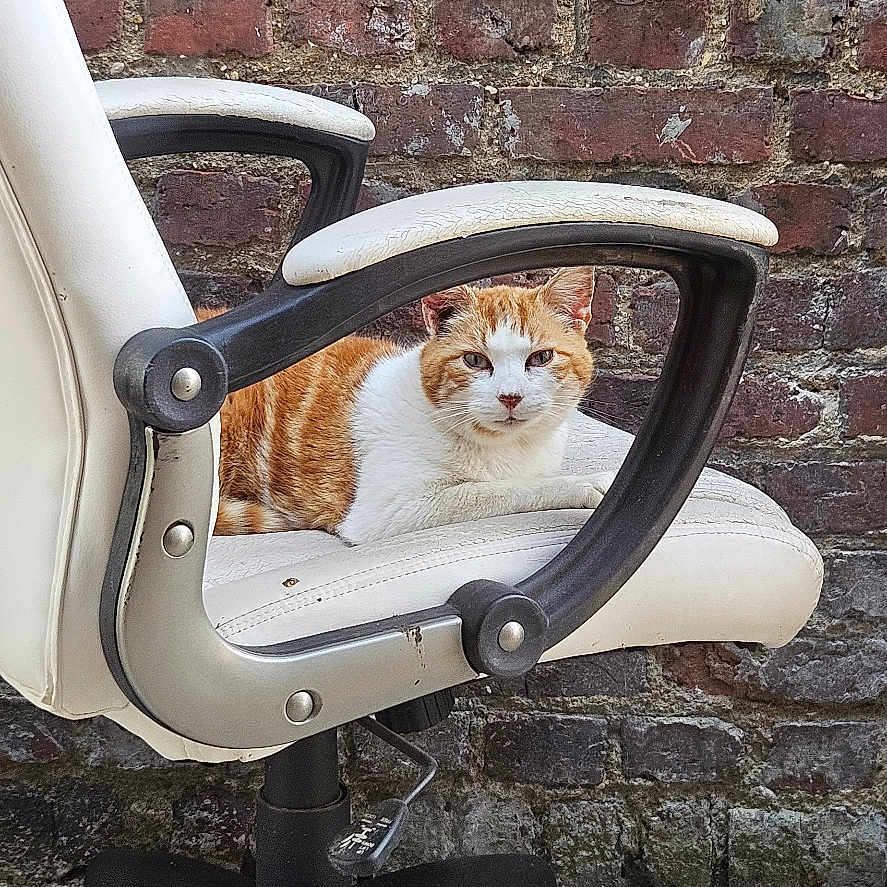 Garfield