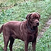 Pepsi a rejoint le concours — aidez-le/la à gagner de superbes lots ! animal, boxer, bulldog, canine, dog, grass, grove, hound, labradorretriever, land, nature, outdoors, pet, pitbull, plant, pointer, puppy, tree, vegetation, woodland