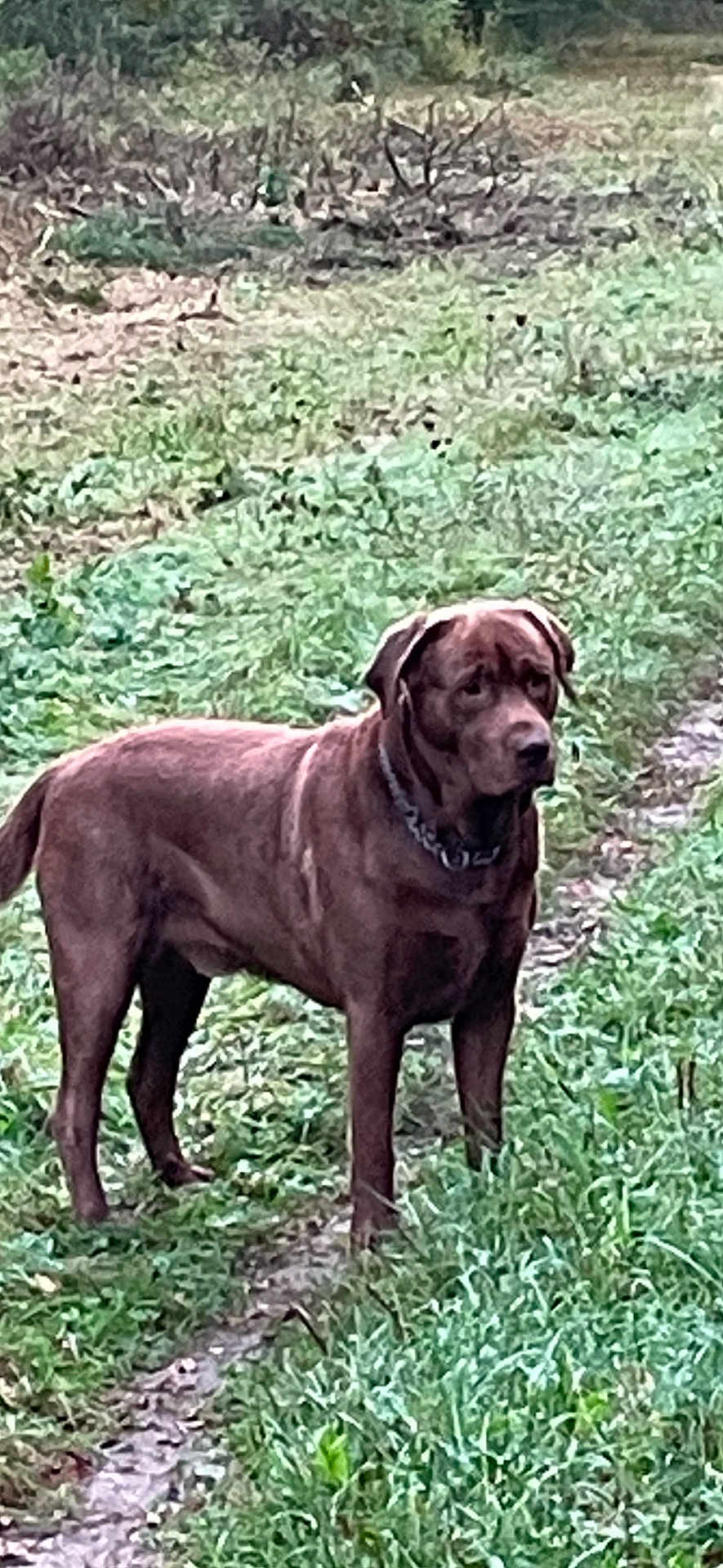 Pepsi a rejoint le concours — aidez-le/la à gagner de superbes lots ! animal, boxer, bulldog, canine, dog, grass, grove, hound, labradorretriever, land, nature, outdoors, pet, pitbull, plant, pointer, puppy, tree, vegetation, woodland