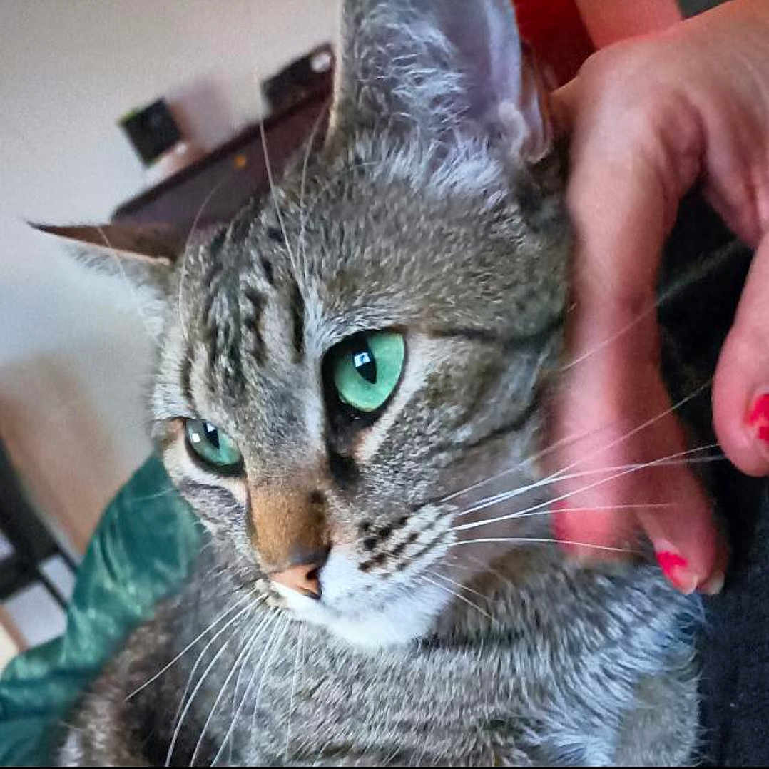 Kiwi participe au concours pour gagner de l'argent avec cette photo : animal, cat, close_up, comfort, domestic_animal, face, feline, fur, gentle_touch, green_eyes, hand, human_interaction, indoor, mammal, nail_polish, pet, portrait, relaxation, tabby, whiskers