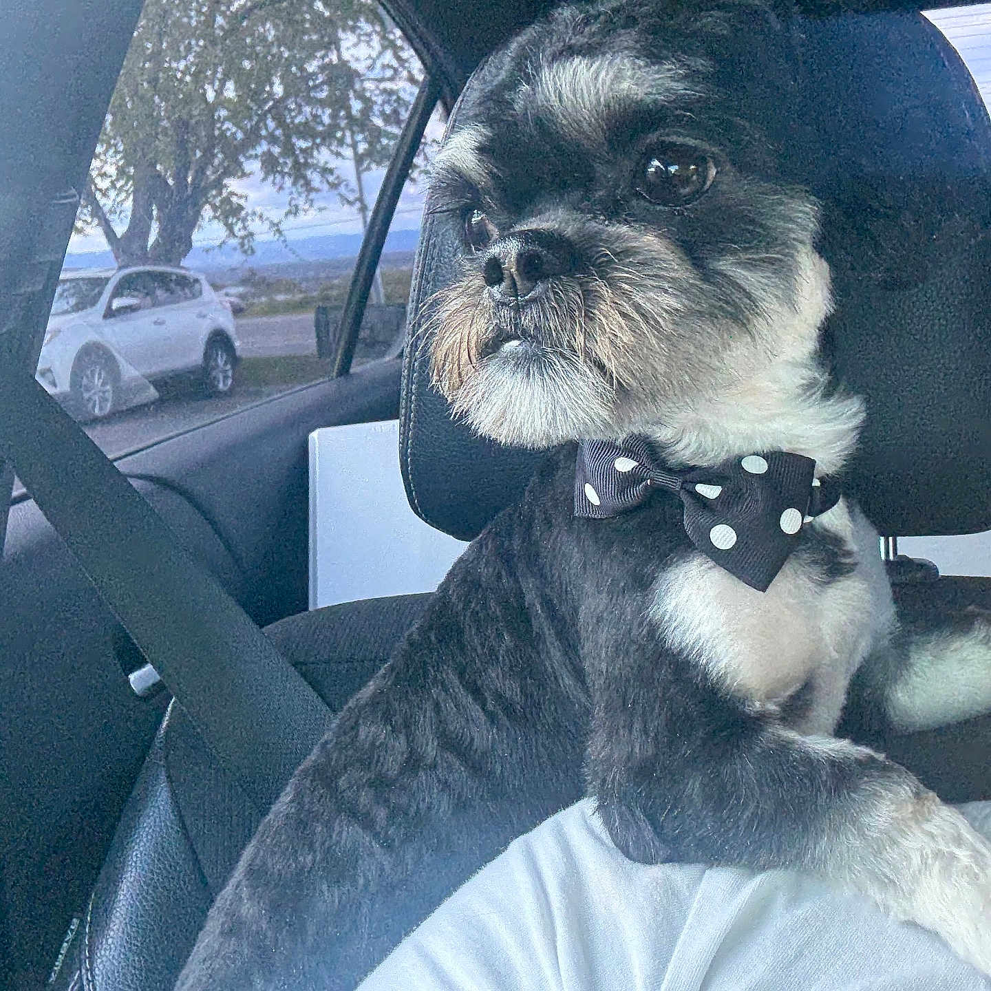 Puppy Boy is registered to the contest to win money with this photo: animal, black_fur, bow_tie, car, car_interior, cute, dog, domestic_animal, headrest, leisure, looking_out, pet, portrait, road_trip, seat, seatbelt, side_view, tree, white_fur, window