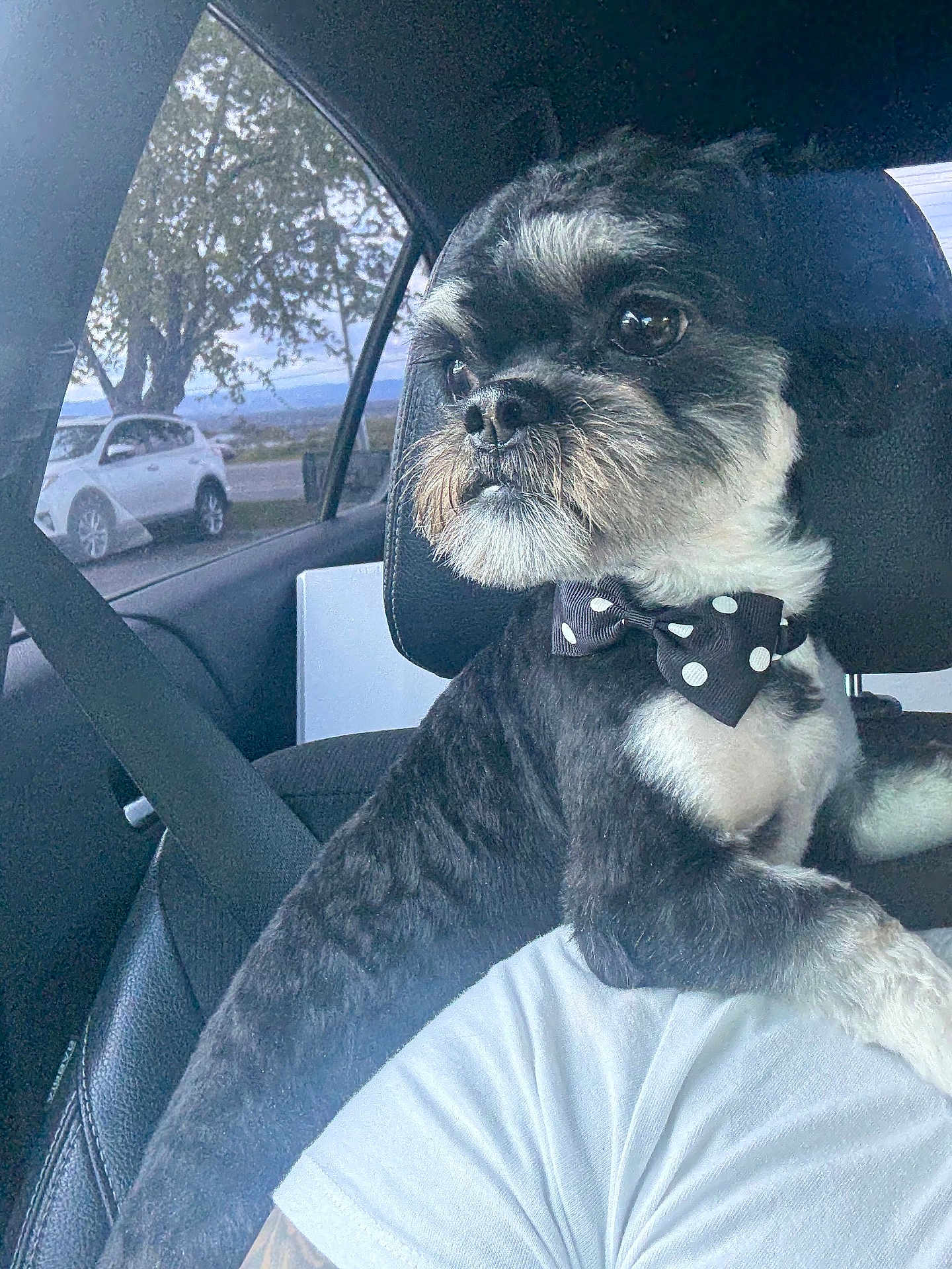 Puppy Boy is registered to the contest to win money with this photo: dog, bow_tie, car_interior, seatbelt, window, tree, car, black_fur, white_fur, pet, portrait, animal, side_view, leisure, road_trip, seat, headrest, looking_out, cute, domestic_animal