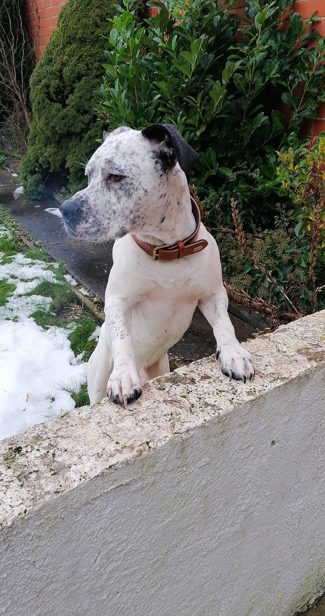 Floki