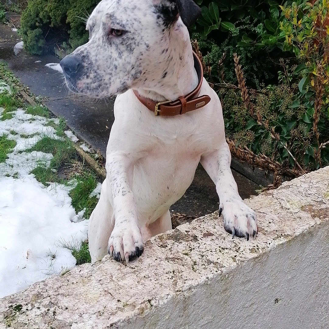 Floki