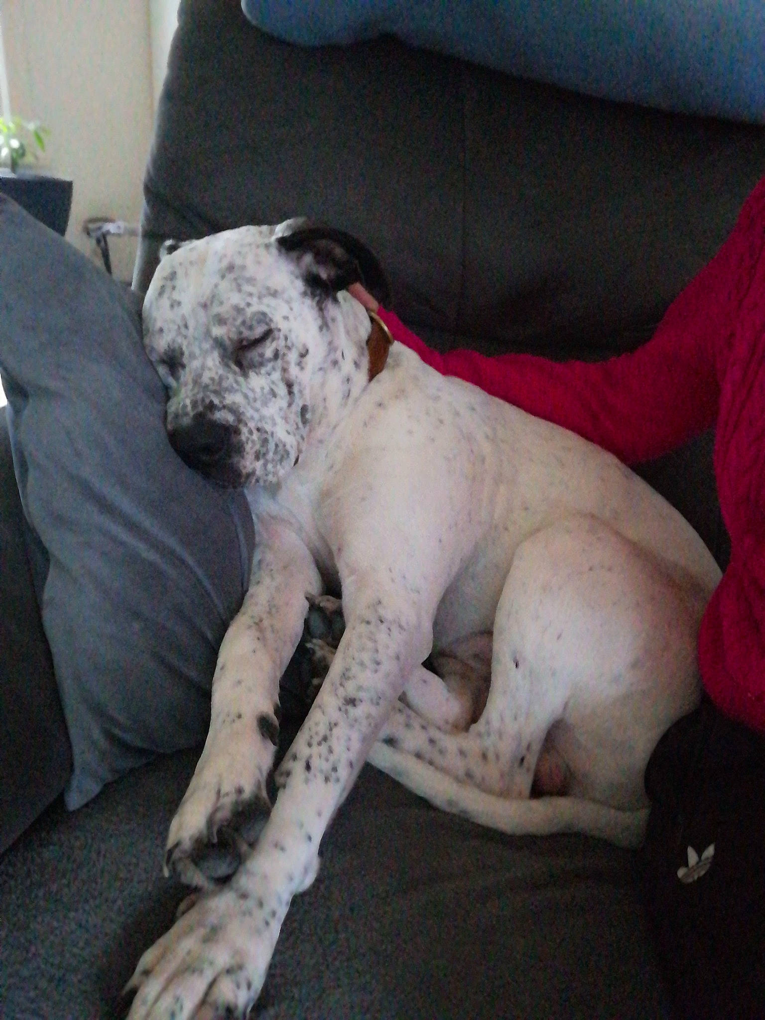 Floki participe au concours pour gagner de l'argent avec cette photo : armrest, canidae, car_seat, carnivore, collar, companion_dog, dog, dog_breed, fawn, grey, living_room, non_sporting_group, old_english_bulldog, paw, pet_supply, slipcover, snout, sporting_group, working_animal, working_dog