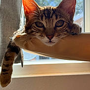 Levi joined the competition — help win amazing prizes! cat, tabby, pet, animal, indoor, window, sunlight, perch, relaxed, paw, fur, whiskers, face, ears, nose, curious, resting, closeup, daylight, soft