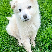 Alouette participe au concours pour gagner de l'argent avec cette photo : adorable, animal, canine, cute, dog, eyes, fluffy, fur, grass, green, nature, outdoor, pet, playful, portrait, puppy, sitting, summer, white, young