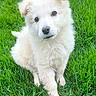 adorable, animal, canine, cute, dog, eyes, fluffy, fur, grass, green, nature, outdoor, pet, playful, portrait, puppy, sitting, summer, white, young