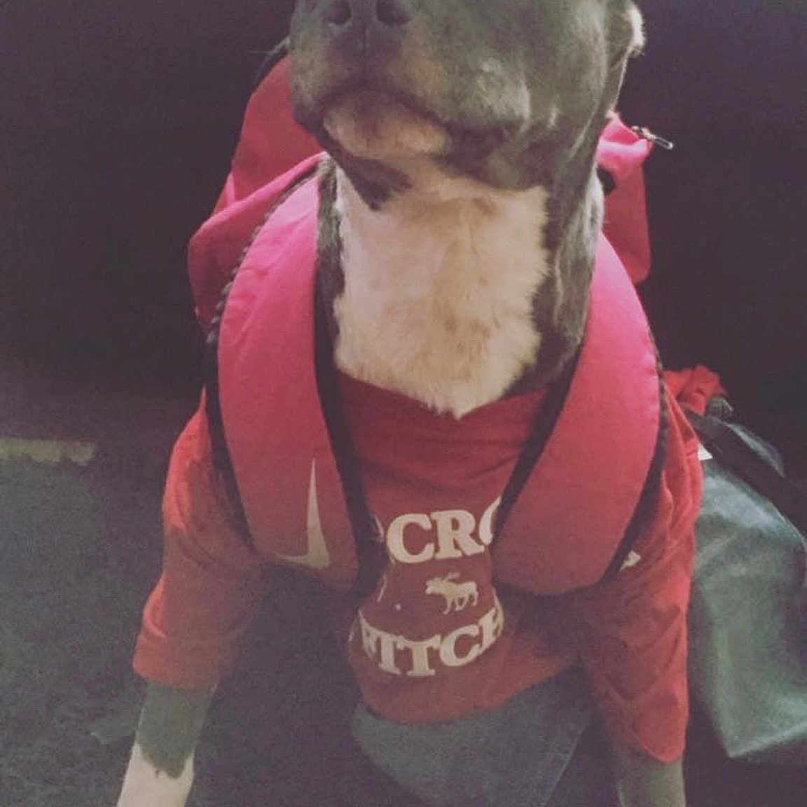 Rock joined the competition — help win amazing prizes! canidae, carnivore, collar, companion_dog, dog, dog_breed, dog_clothes, dog_collar, dog_supply, non_sporting_group, pet_supply, snout, sporting_group, whiskers, working_animal, working_dog