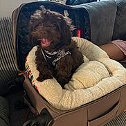 Bronco joined the competition — help win amazing prizes! brown_dog, companion, couch, cozy, dog, domestic_animal, furniture, furry, happy, harness, home, indoor, pet_bed, plush_bed, relaxing, resting, small_dog, smiling, suitcase, travel