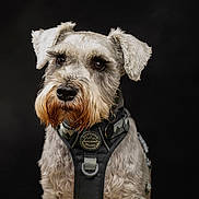 Duggie joined the competition — help win amazing prizes! animal, black_background, canine, close_up, collar, cute, dog, domestic_animal, ears, expression, fluffy, fur, gray, harness, muzzle, outdoor_gear, pet, portrait, schnauzer, whiskers