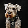 animal, black_background, canine, close_up, collar, cute, dog, domestic_animal, ears, expression, fluffy, fur, gray, harness, muzzle, outdoor_gear, pet, portrait, schnauzer, whiskers