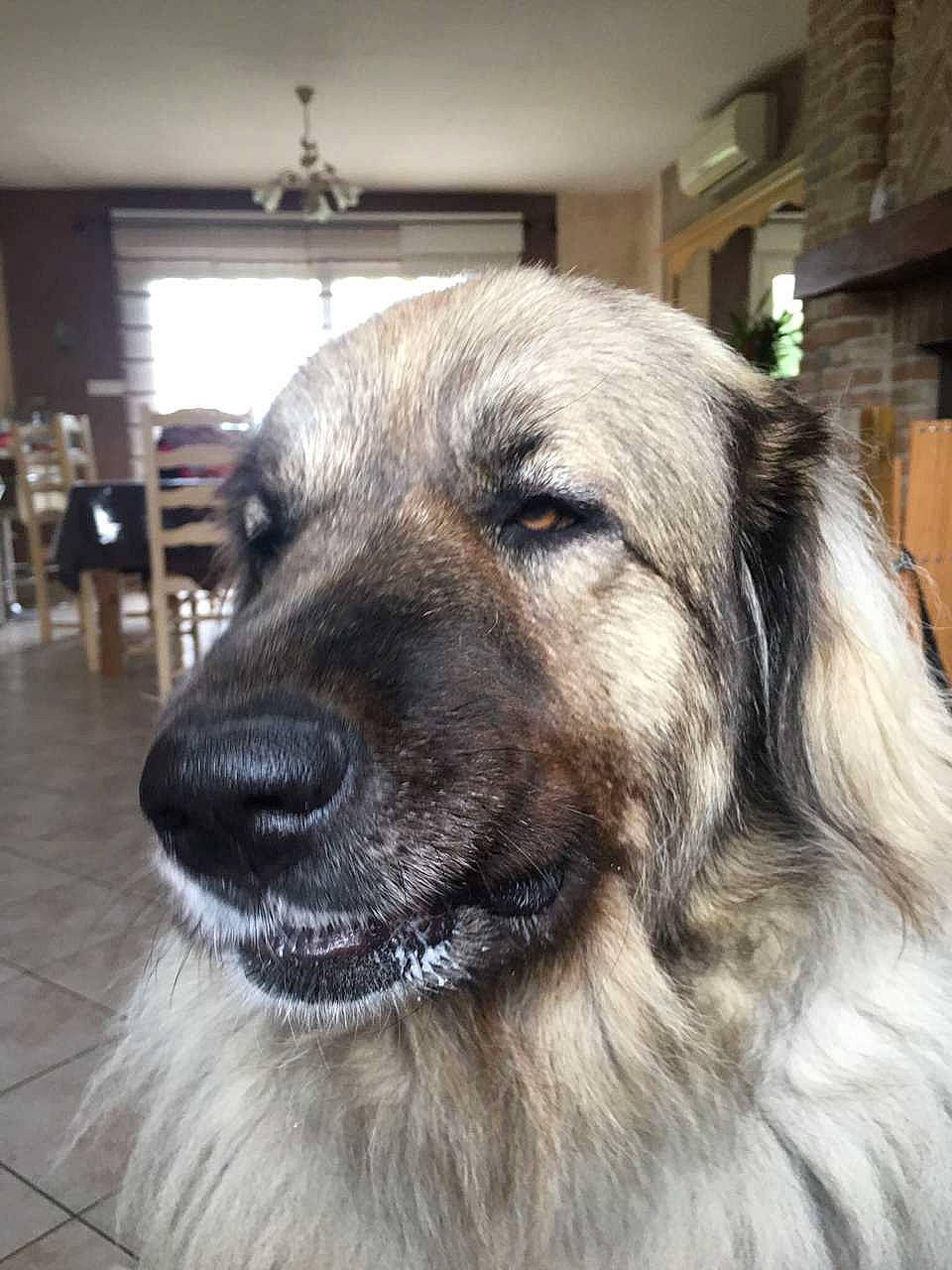 Iska a rejoint le concours — aidez-le/la à gagner de superbes lots ! anatolian_shepherd_dog, canidae, carnivore, carpathian_shepherd_dog, caucasian_shepherd_dog, companion_dog, dog, dog_breed, estrela_mountain_dog, giant_dog_breed, leonberger, livestock_guardian_dog, mammal, rare_breed_dog, sarplaninac, snout, sporting_group, vertebrate, working_dog