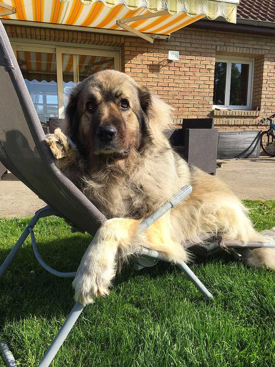 Iska participe au concours pour gagner de l'argent avec cette photo : anatolian_shepherd_dog, canidae, carnivore, carpathian_shepherd_dog, caucasian_shepherd_dog, companion_dog, dog, dog_breed, estrela_mountain_dog, fawn, giant_dog_breed, kangal_dog, leonberger, livestock_guardian_dog, mammal, sarplaninac, sporting_group, vertebrate