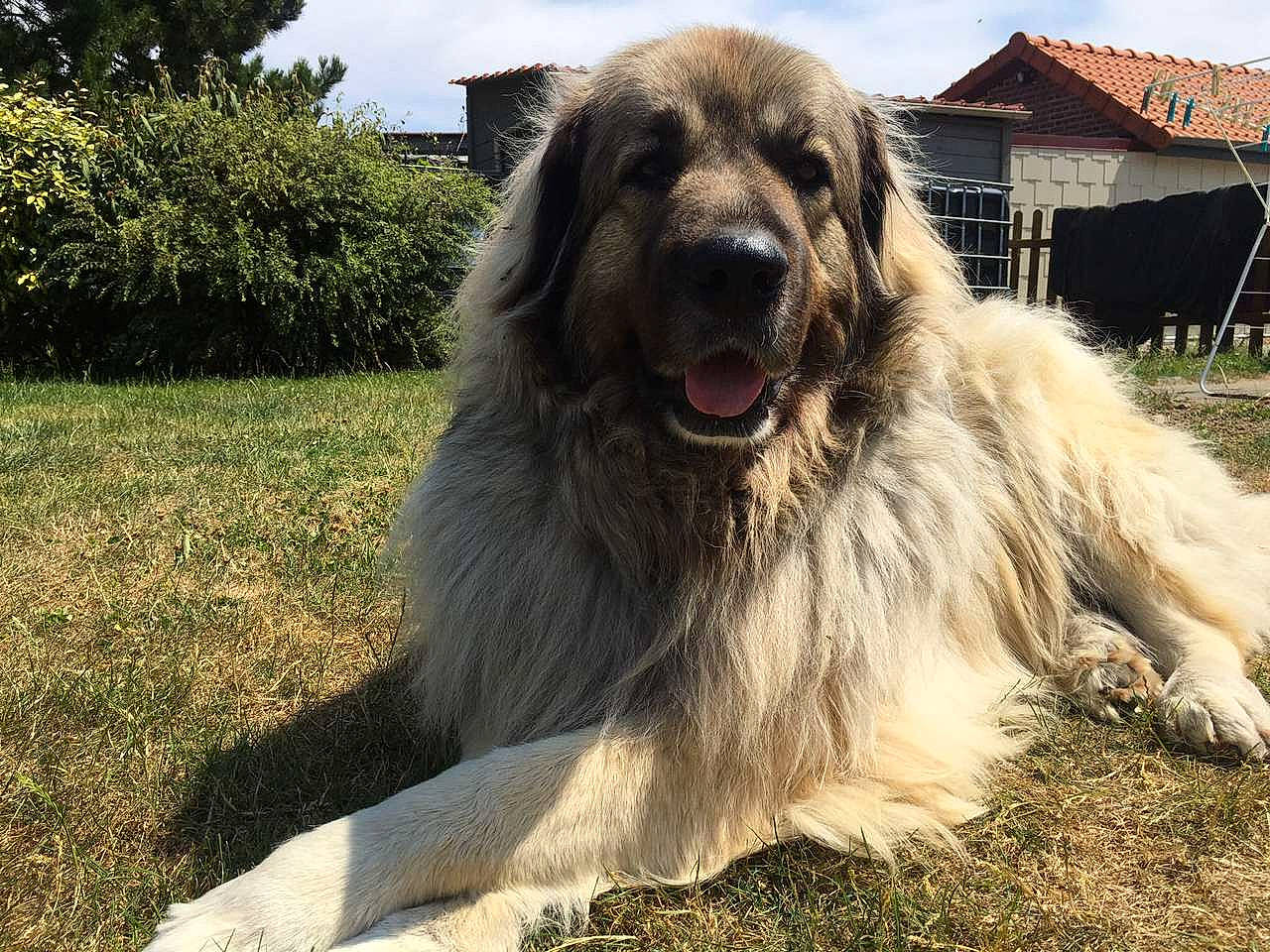 Iska participe au concours pour gagner de l'argent avec cette photo : ancient_dog_breeds, canidae, carnivore, carpathian_shepherd_dog, caucasian_shepherd_dog, dog, dog_breed, estrela_mountain_dog, giant_dog_breed, livestock_guardian_dog, mammal, pyrenean_mastiff, sarplaninac, sporting_group, vertebrate